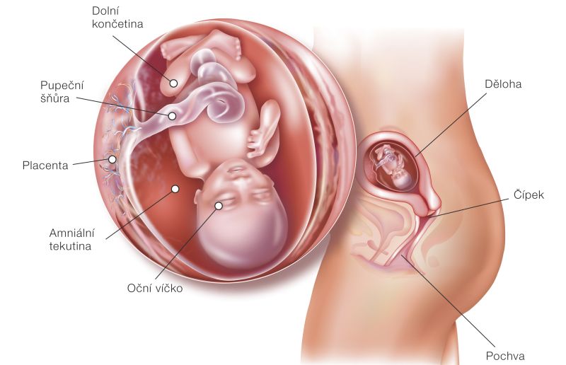 Fotografie (15. týždeň tehotenstva: Vývoj plodu a tehotenské zmeny)